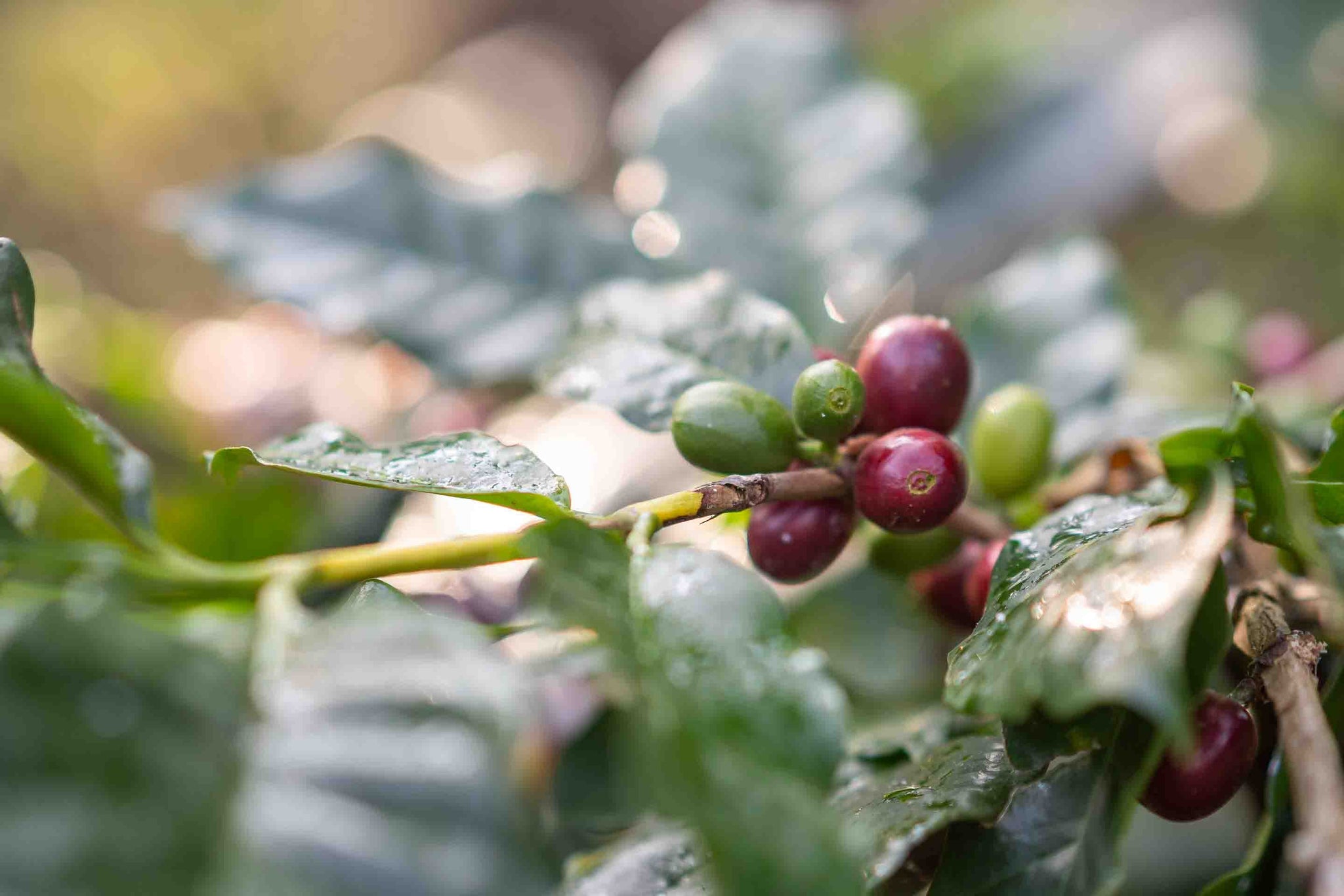 Yunnan Pu'er Baima High Ferment Natural