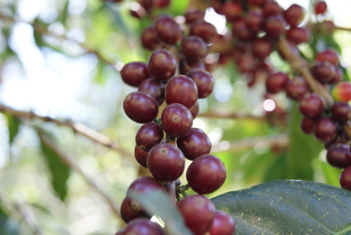 Mexico Nayarit Grupo Terruño Natural