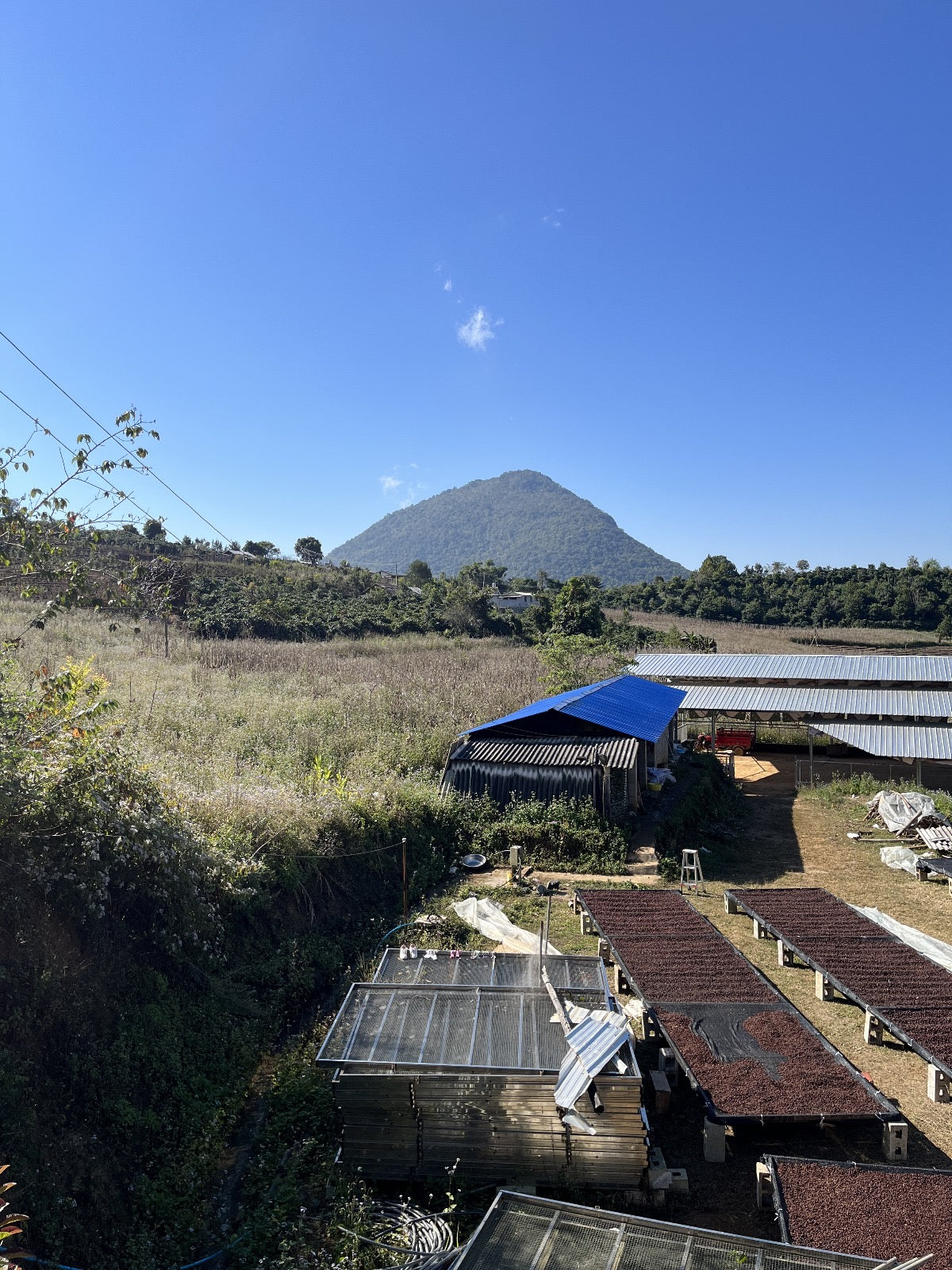 Yunnan Pu'er Baima High Ferment Natural