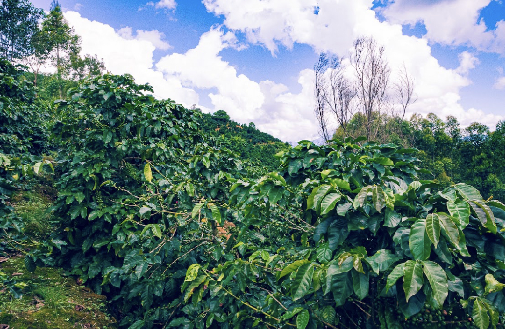 Yunnan Menglian Kaku Washed