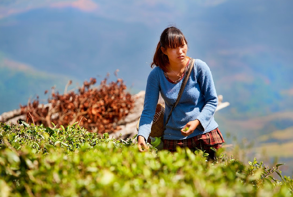 Yunnan Xishuangbanna Guiben Natural