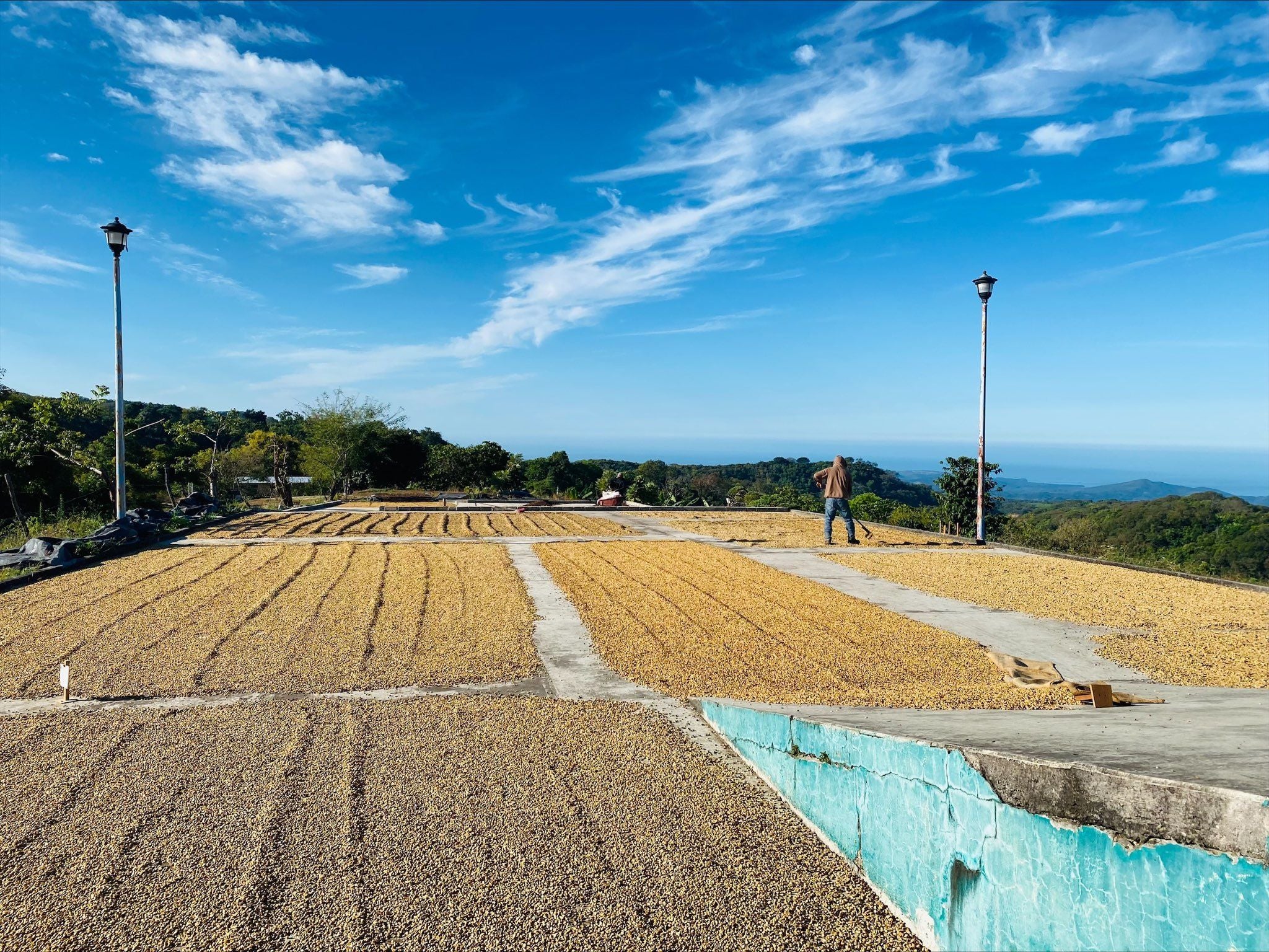 Mexico Nayarit Gruppo Terruño Washed