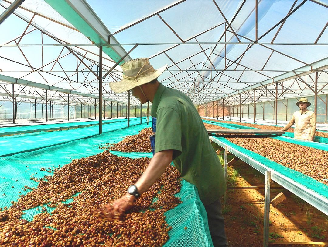 Vietnam Future Farm Anaerobic Honey