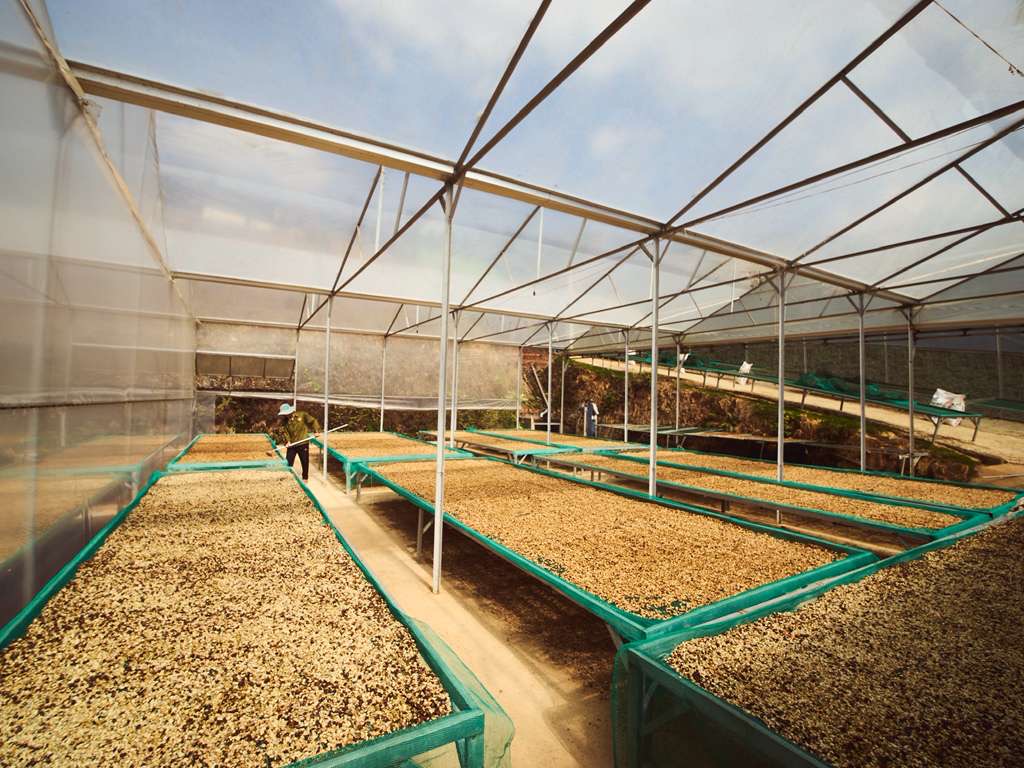 Vietnam Vuong Family Java Anaerobic Natural