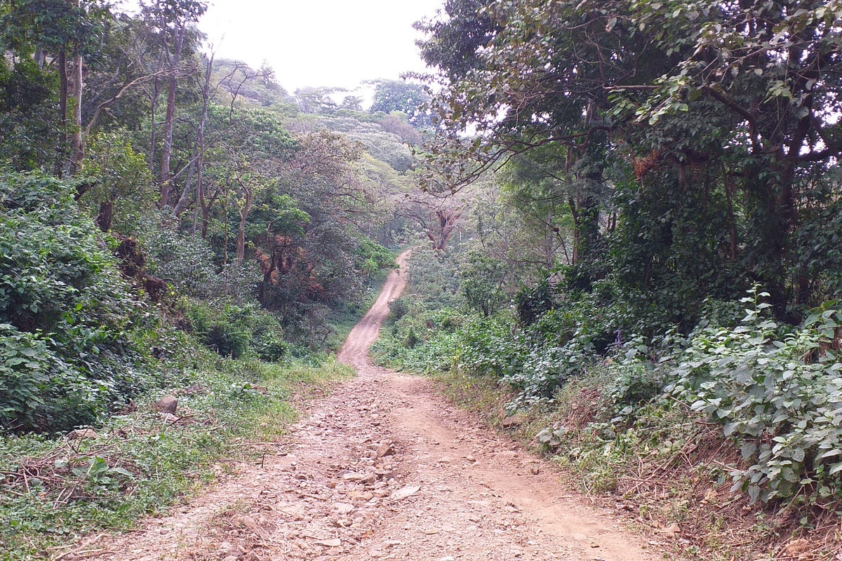 Ethiopia Gidami Asikana Natural