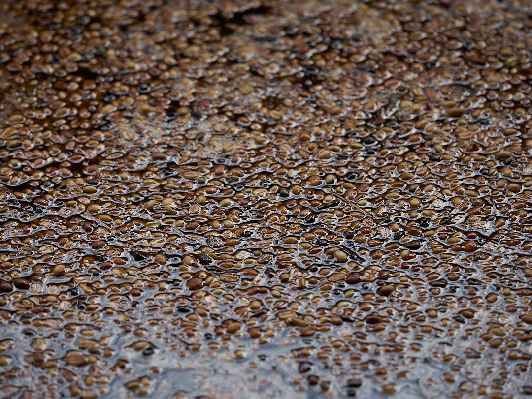 Vietnam Vuong Family Java Anaerobic Natural