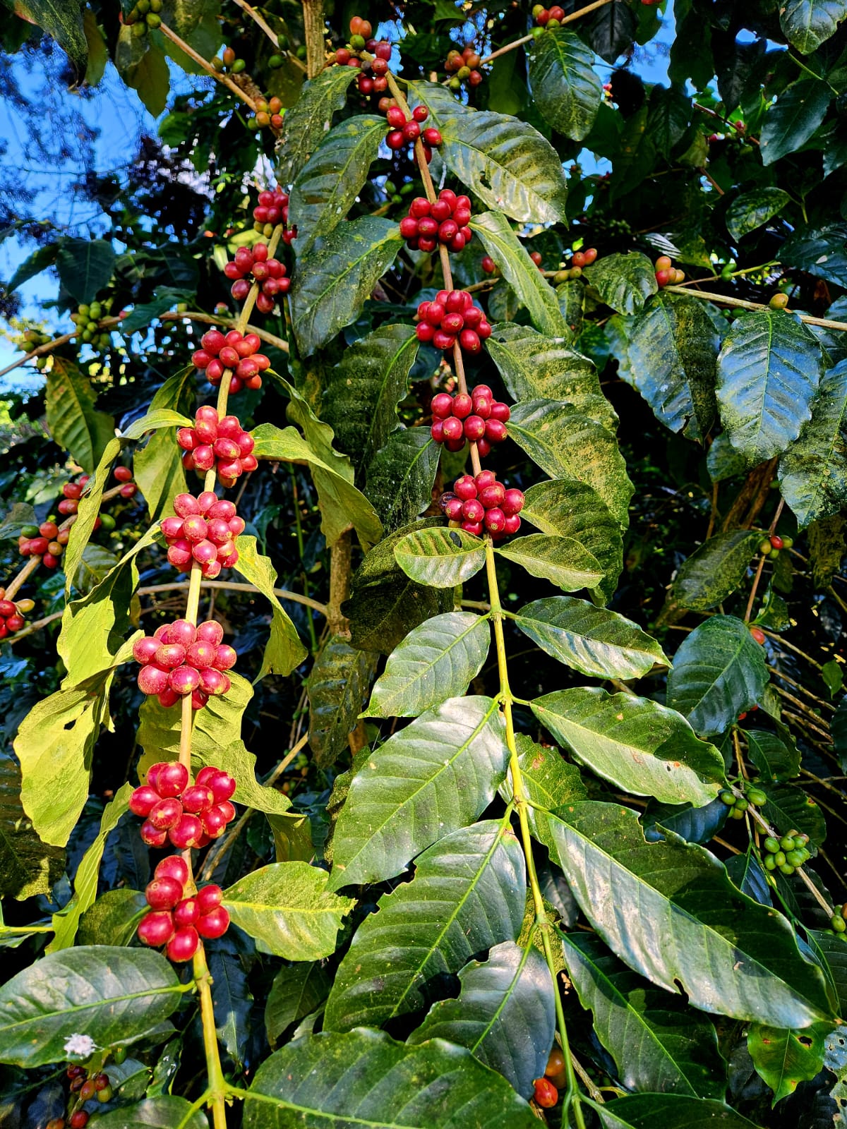 El Salvador El Carmen Pacamara Anaerobic