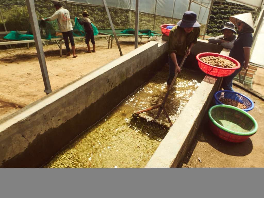 Vietnam Vuong Family Java Anaerobic Natural