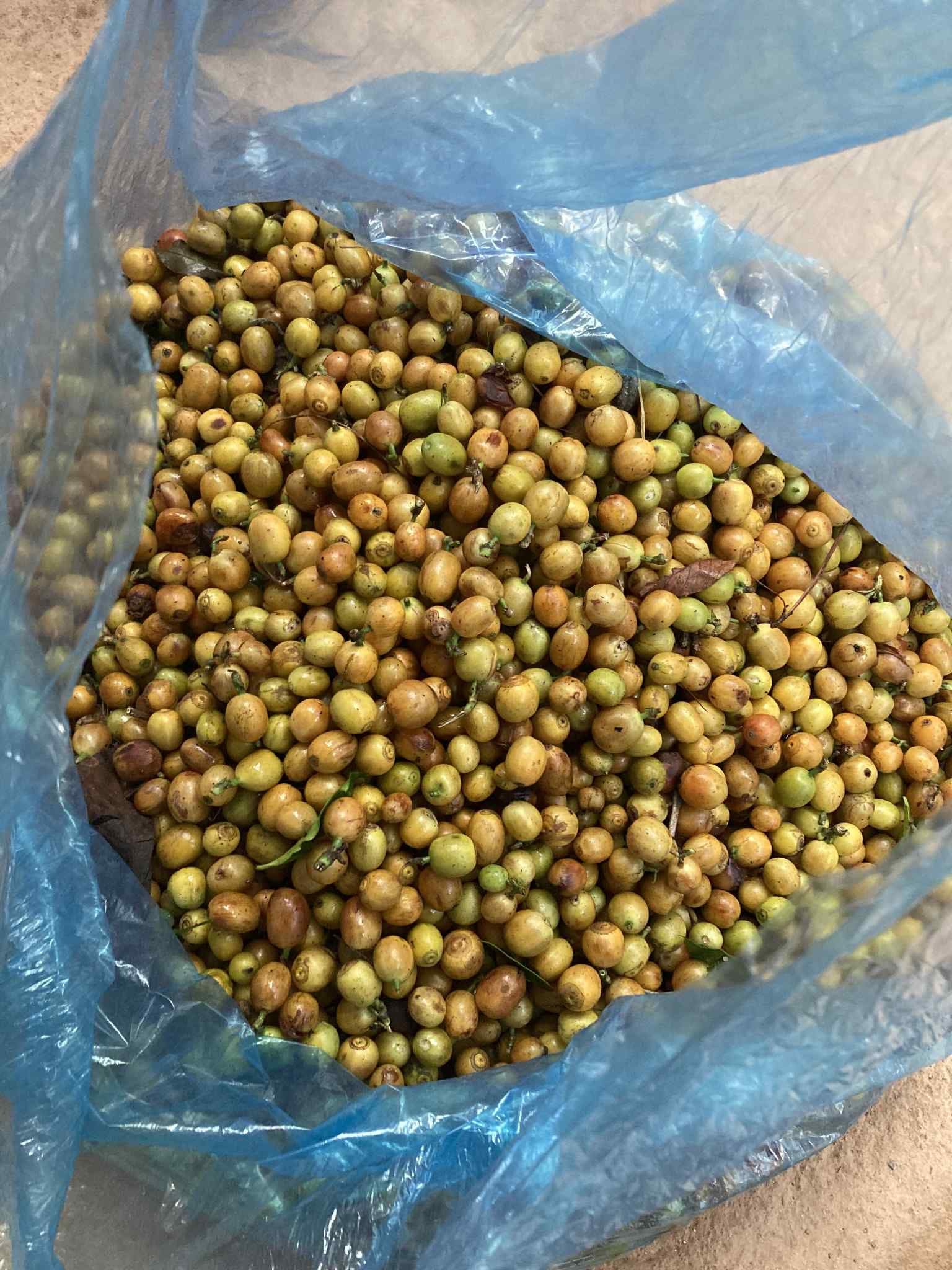 Vietnam Tram Hành ThyThy Yeast Anaerobic