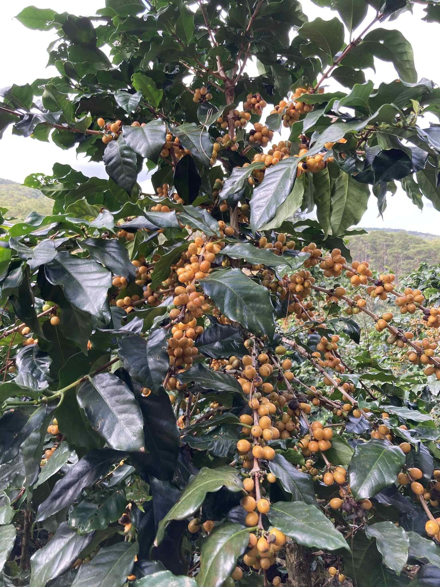 Vietnam Tram Hành ThyThy Yeast Anaerobic