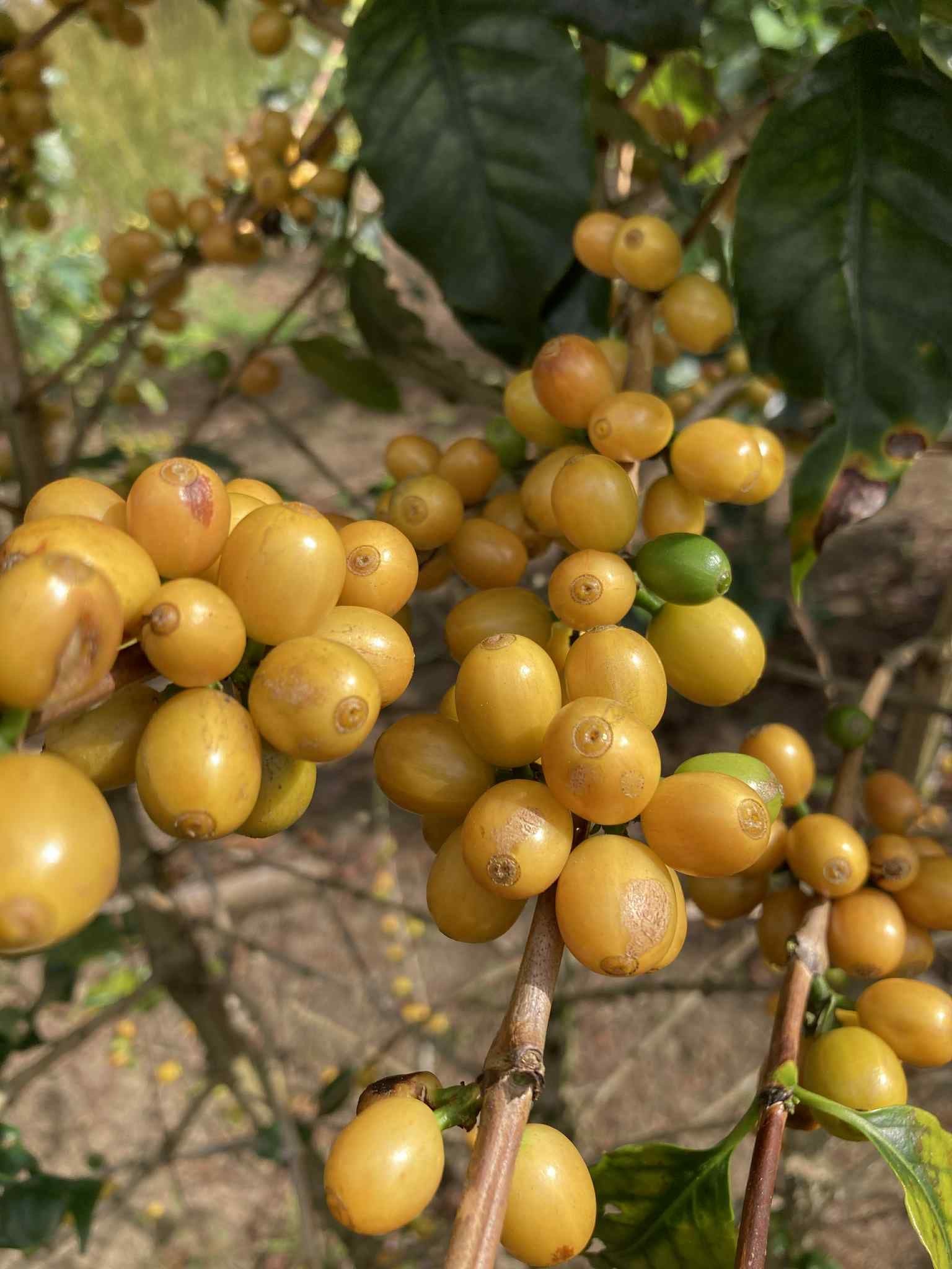 Vietnam Tram Hành ThyThy Yeast Anaerobic