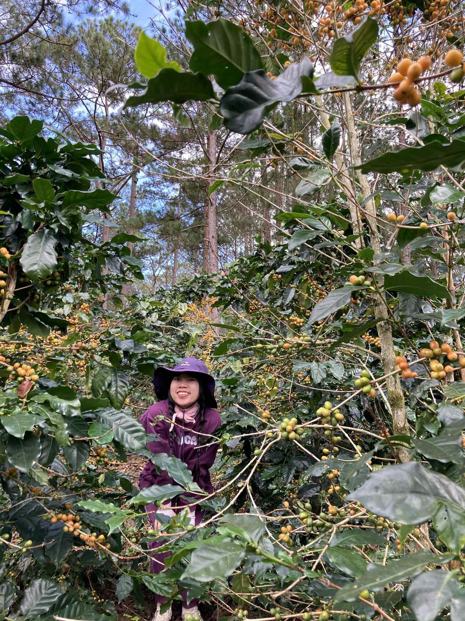 Vietnam Tram Hành ThyThy Yeast Anaerobic