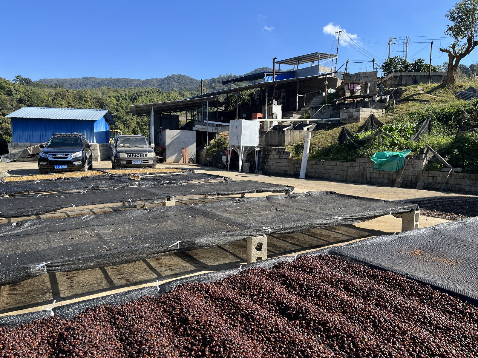 Yunnan Pu'er Baima High Ferment Natural