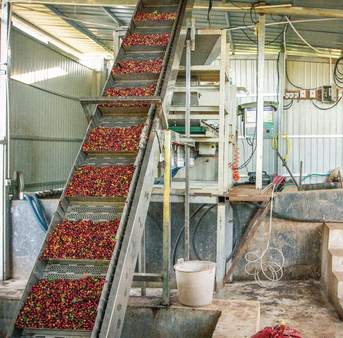 Yunnan Menglian Banka Washed