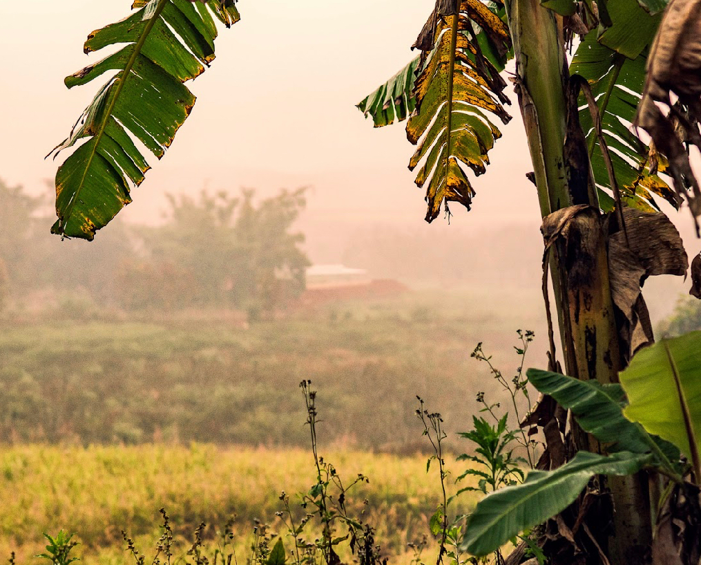 Yunnan Menglian Badu Natural