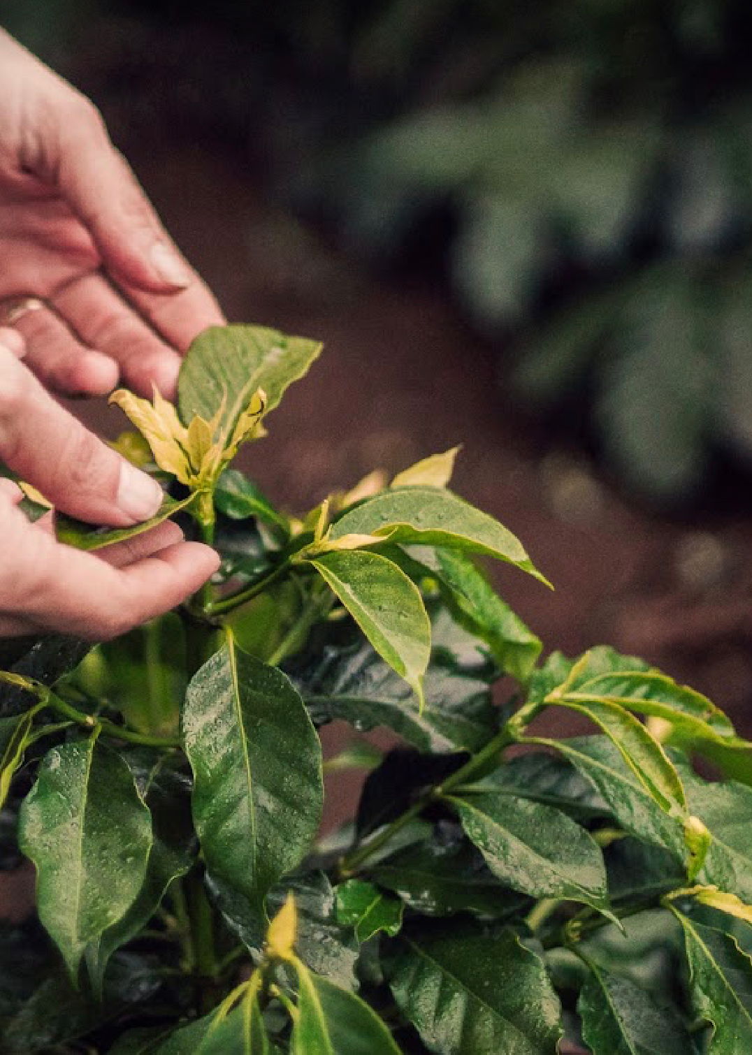 Yunnan Menglian Banka Natural