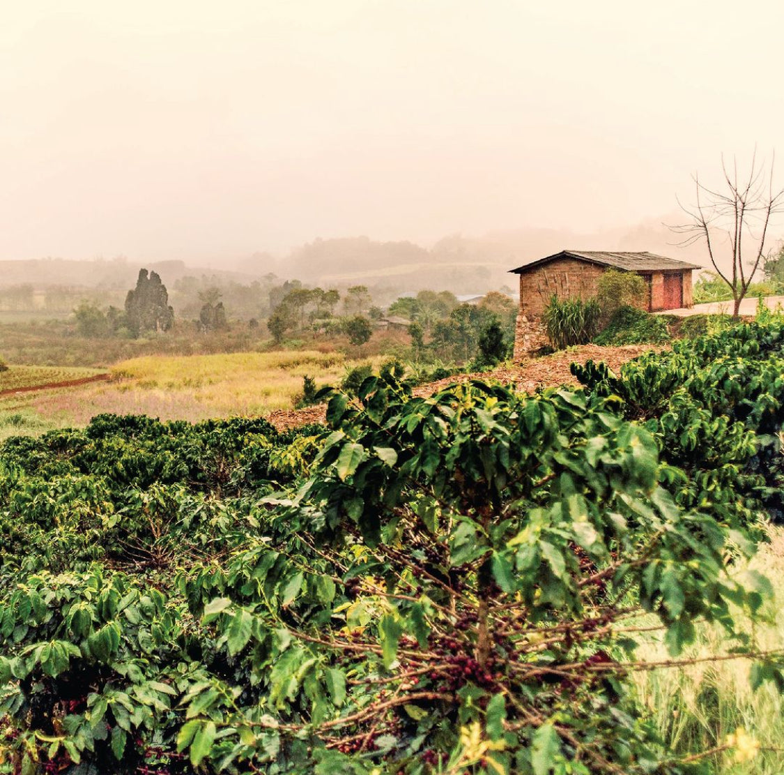 Yunnan Menglian Banka Washed
