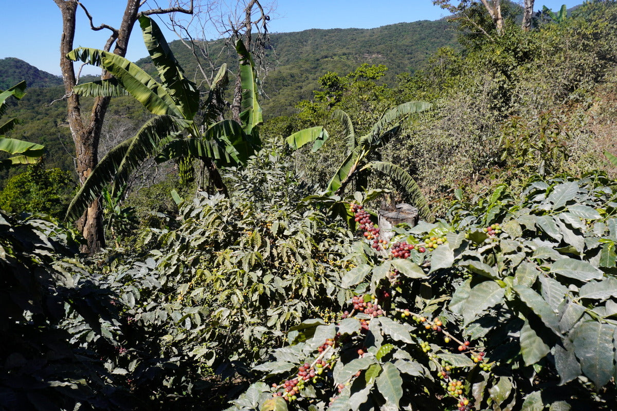 Mexico Nayarit Grupo Terruño Natural