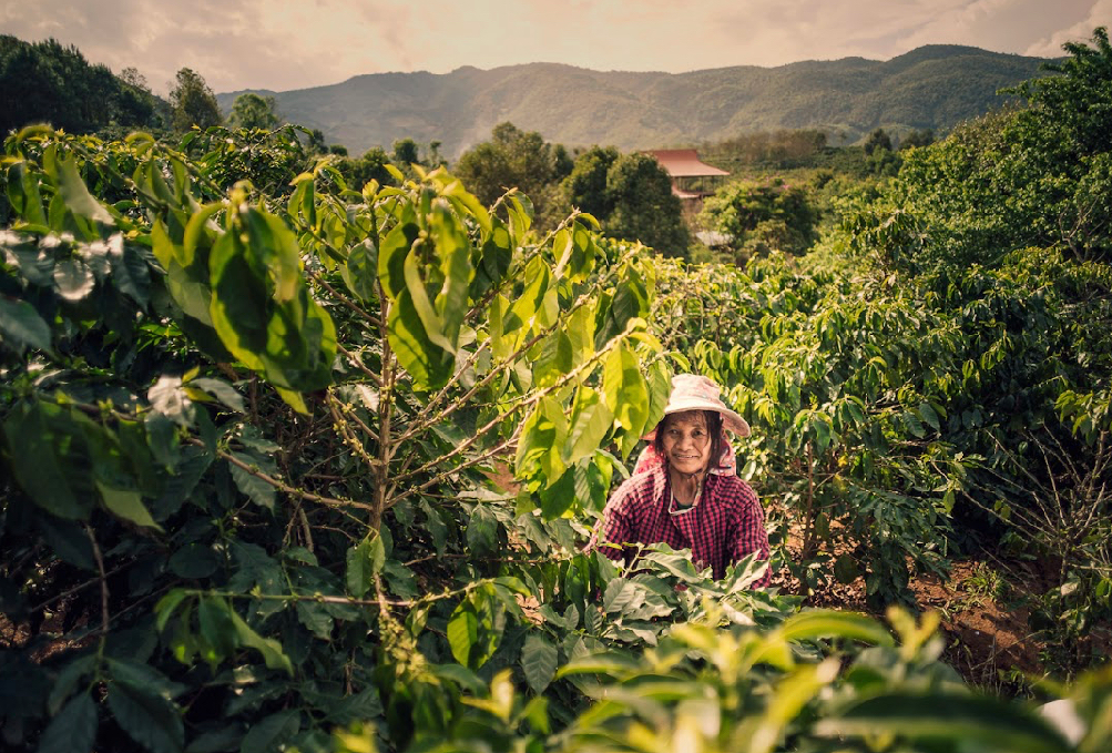 Yunnan Xishuangbanna Guiben High Ferment Natural
