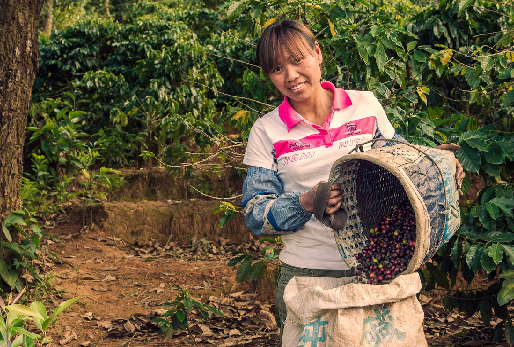 Yunnan Xishuangbanna Guiben Natural