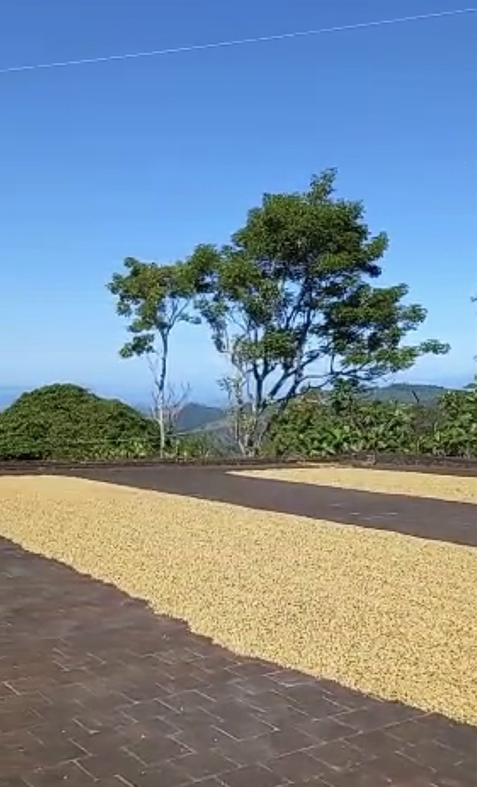 El Salvador El Carmen Yellow Bourbon Washed