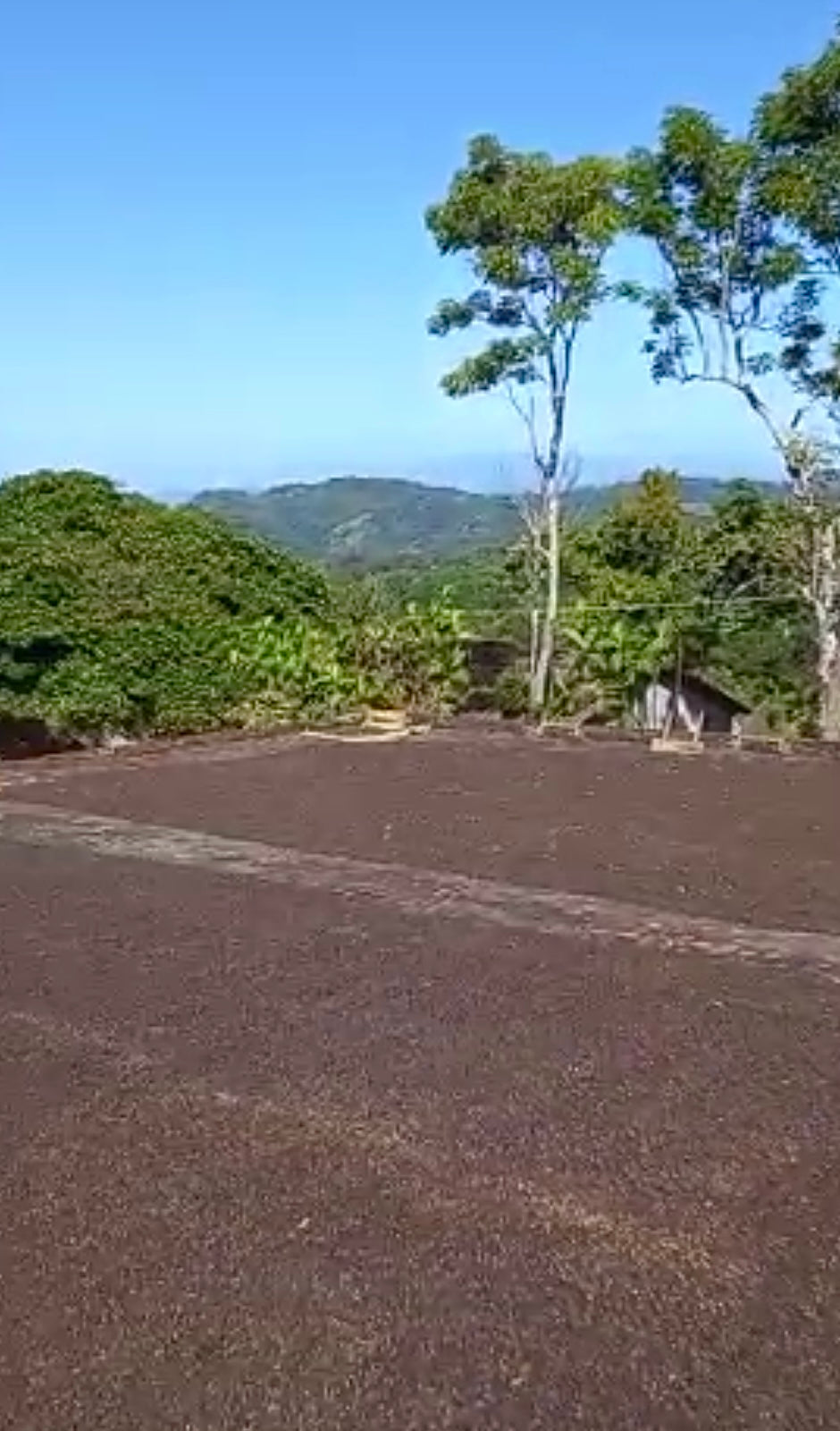 El Salvador El Carmen Pacamara Anaerobic