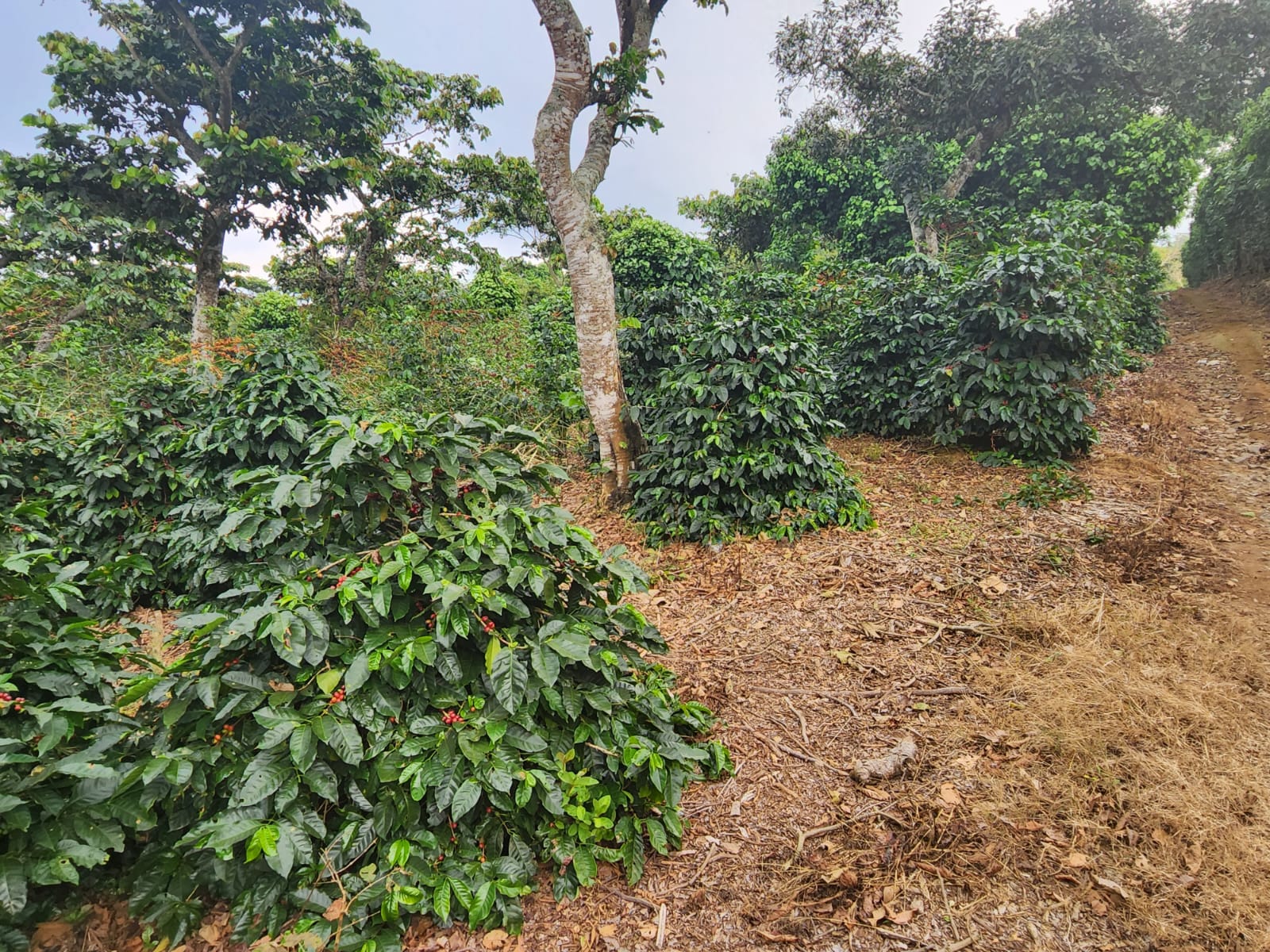 El Salvador El Carmen Anaerobic Gesha