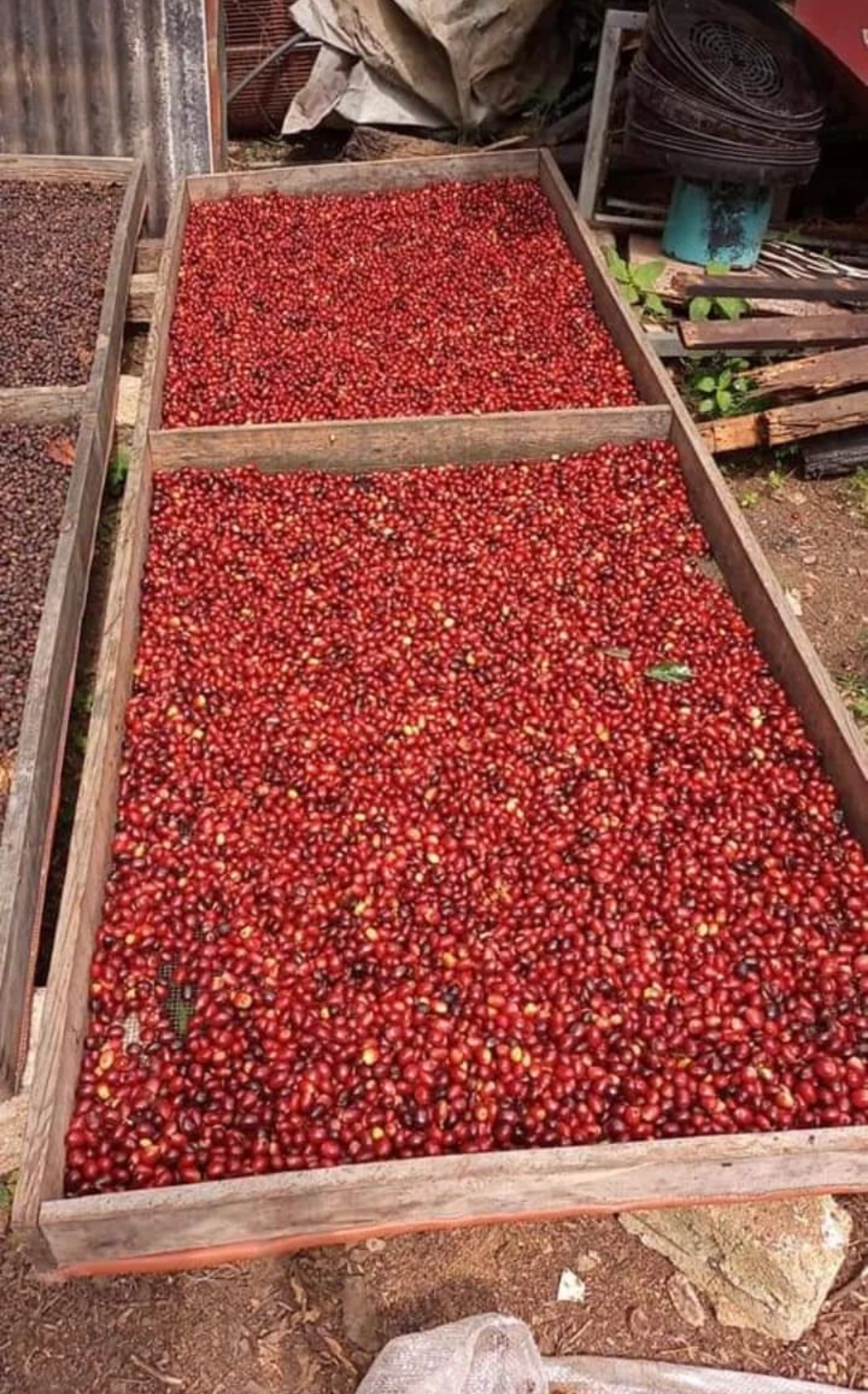 El Salvador El Carmen Pacamara Anaerobic