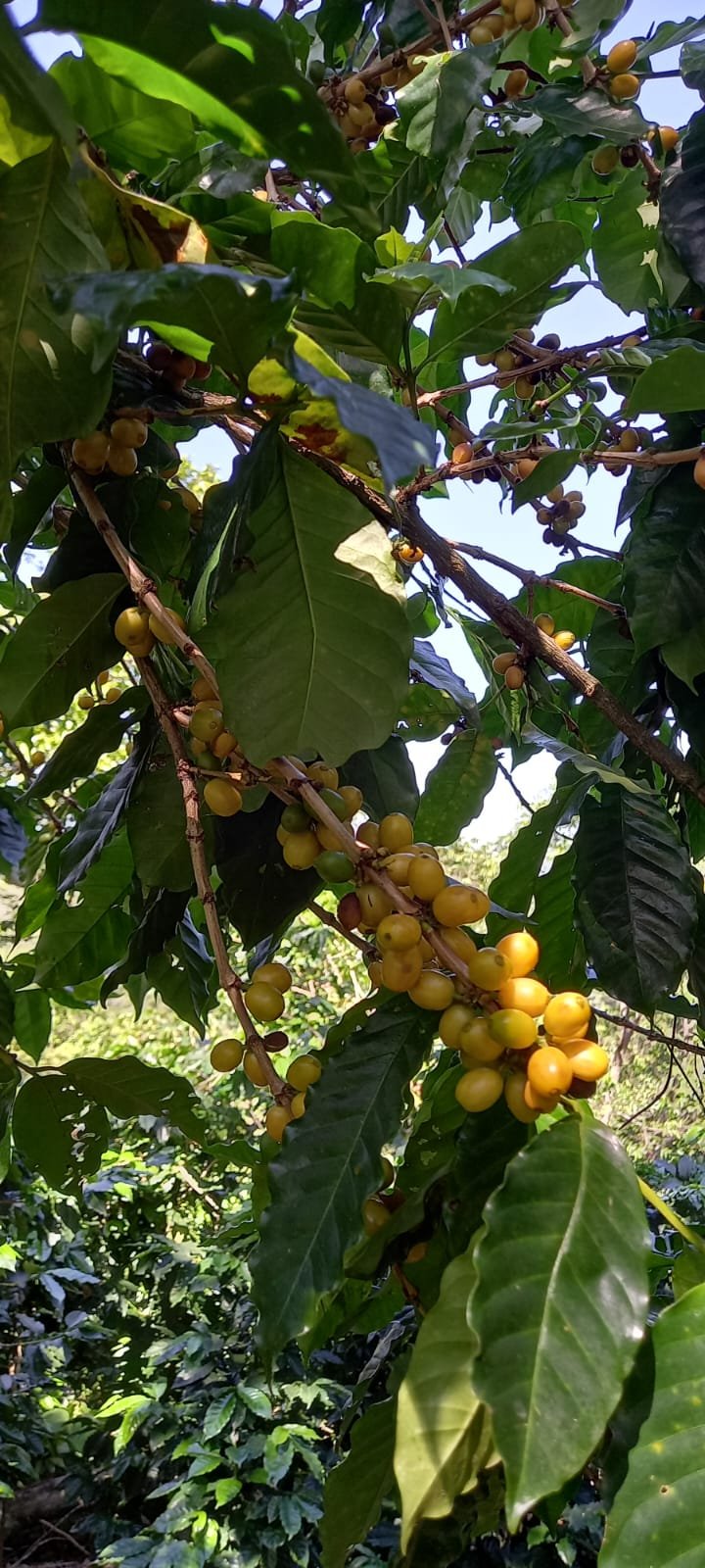 El Salvador El Carmen Yellow Bourbon Washed