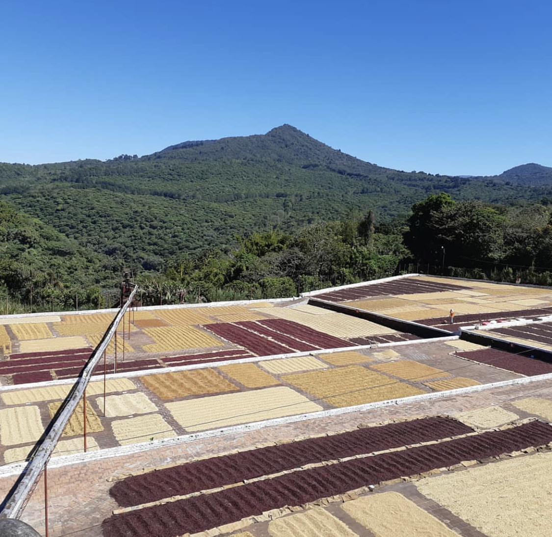 El Salvador El Carmen Pacamara Anaerobic