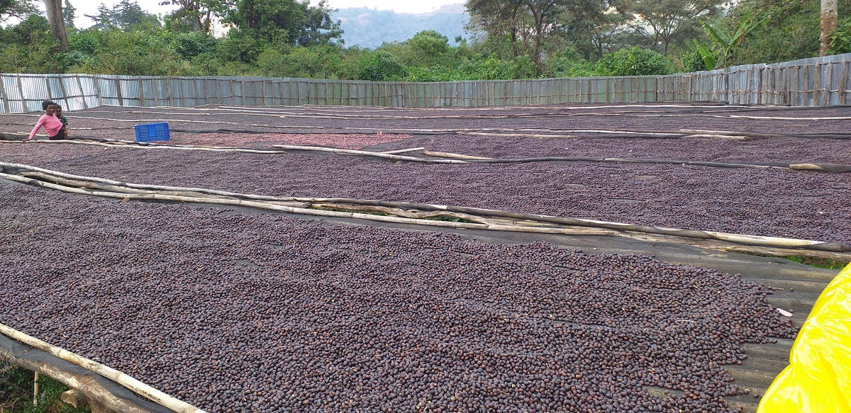 Ethiopia Gidami Asikana Natural