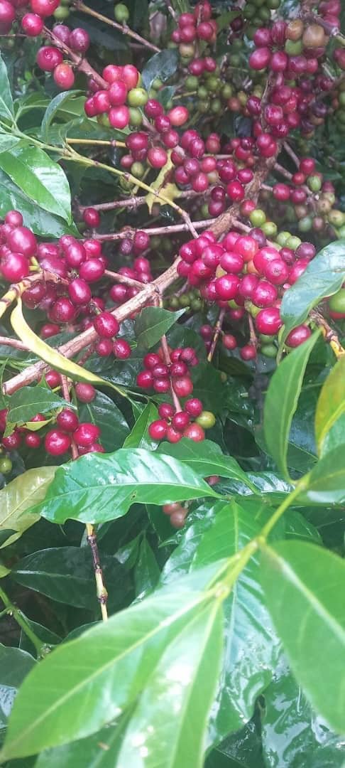 Ethiopia Gidami Asikana Natural