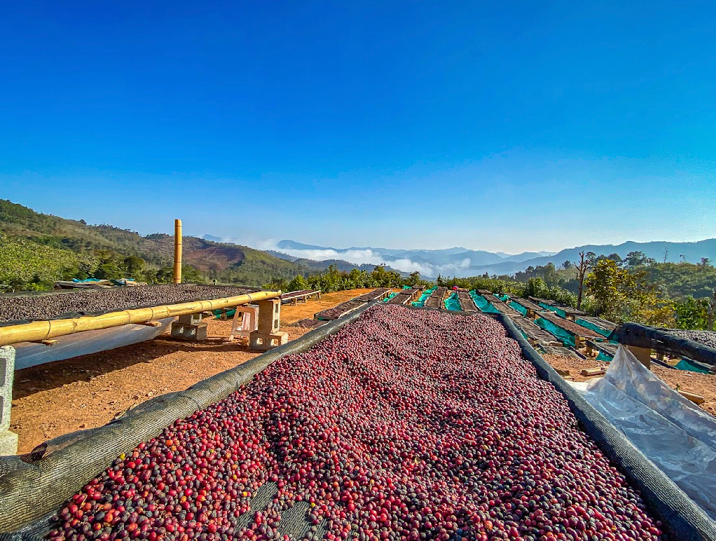 Yunnan Xishuangbanna Guiben Natural