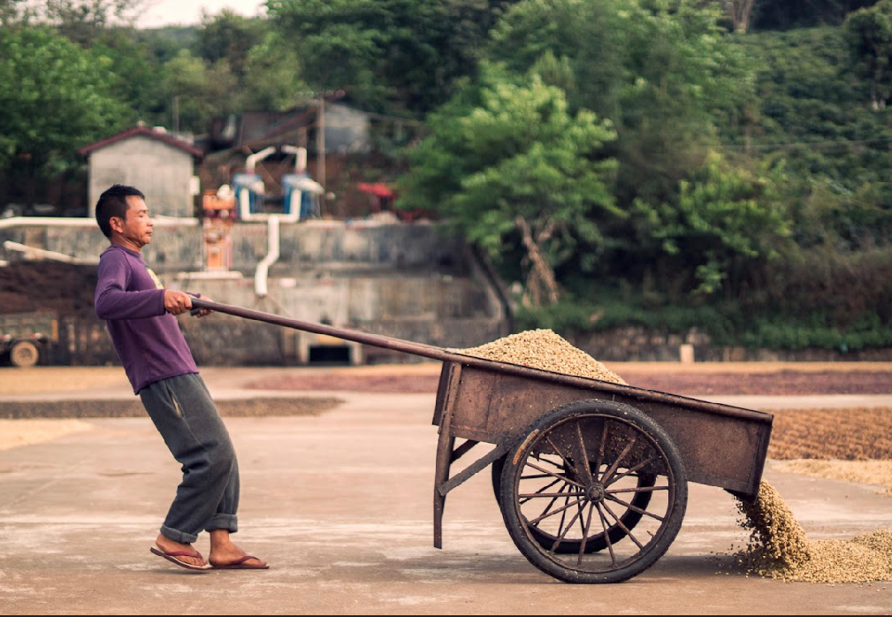 Yunnan Menglian Banka Washed