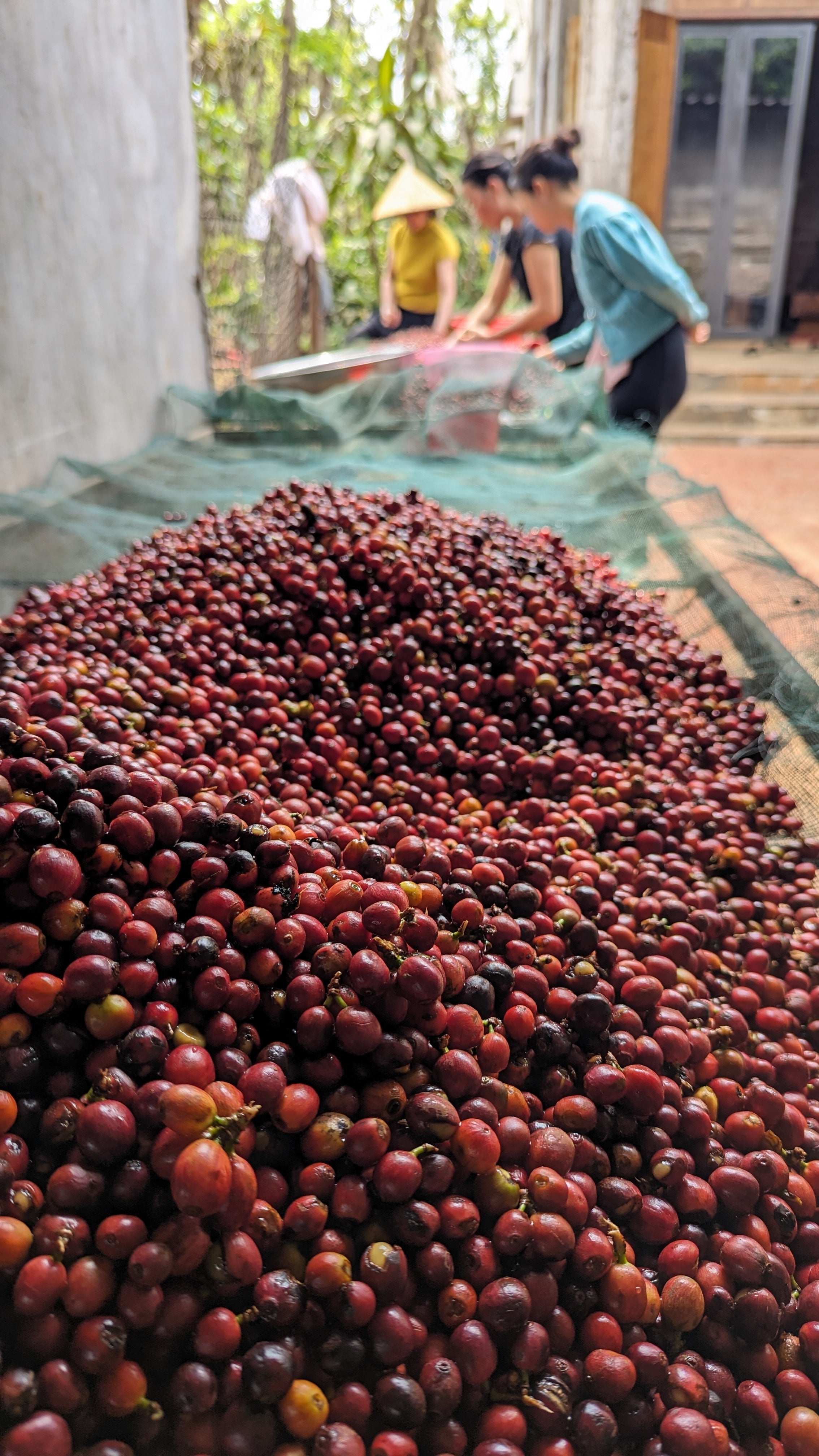 Vietnam 96B Liberica Anaerobic Natural