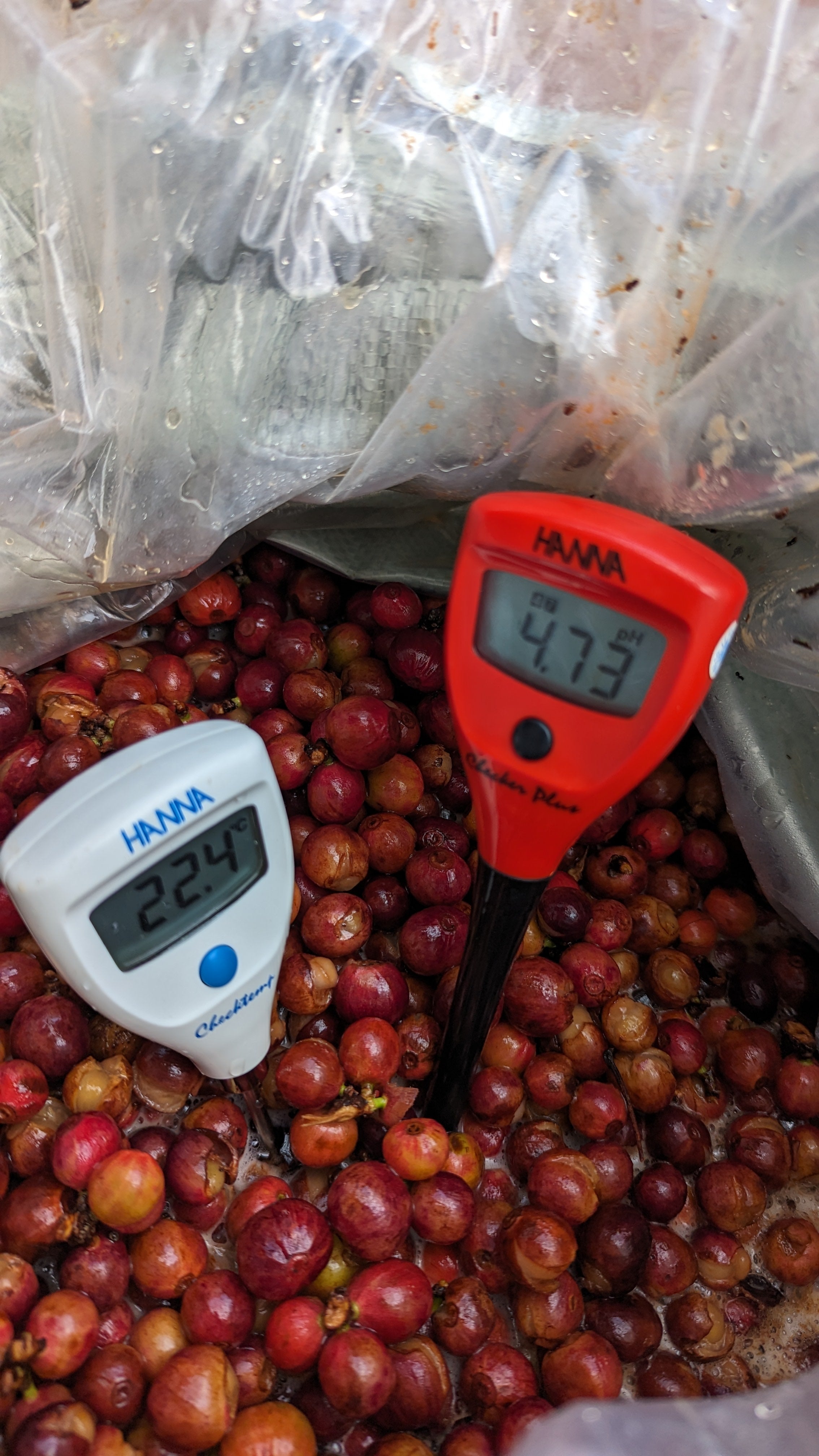 Vietnam 96B Liberica Anaerobic Natural