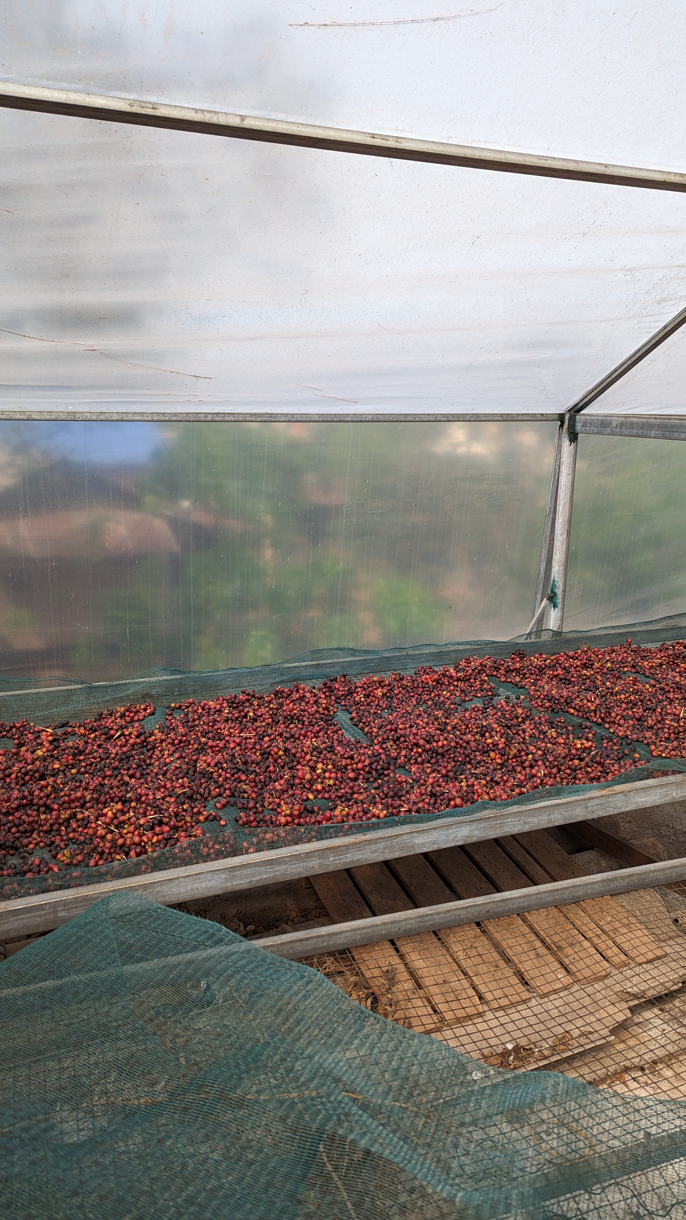 Vietnam 96B Liberica Anaerobic Natural