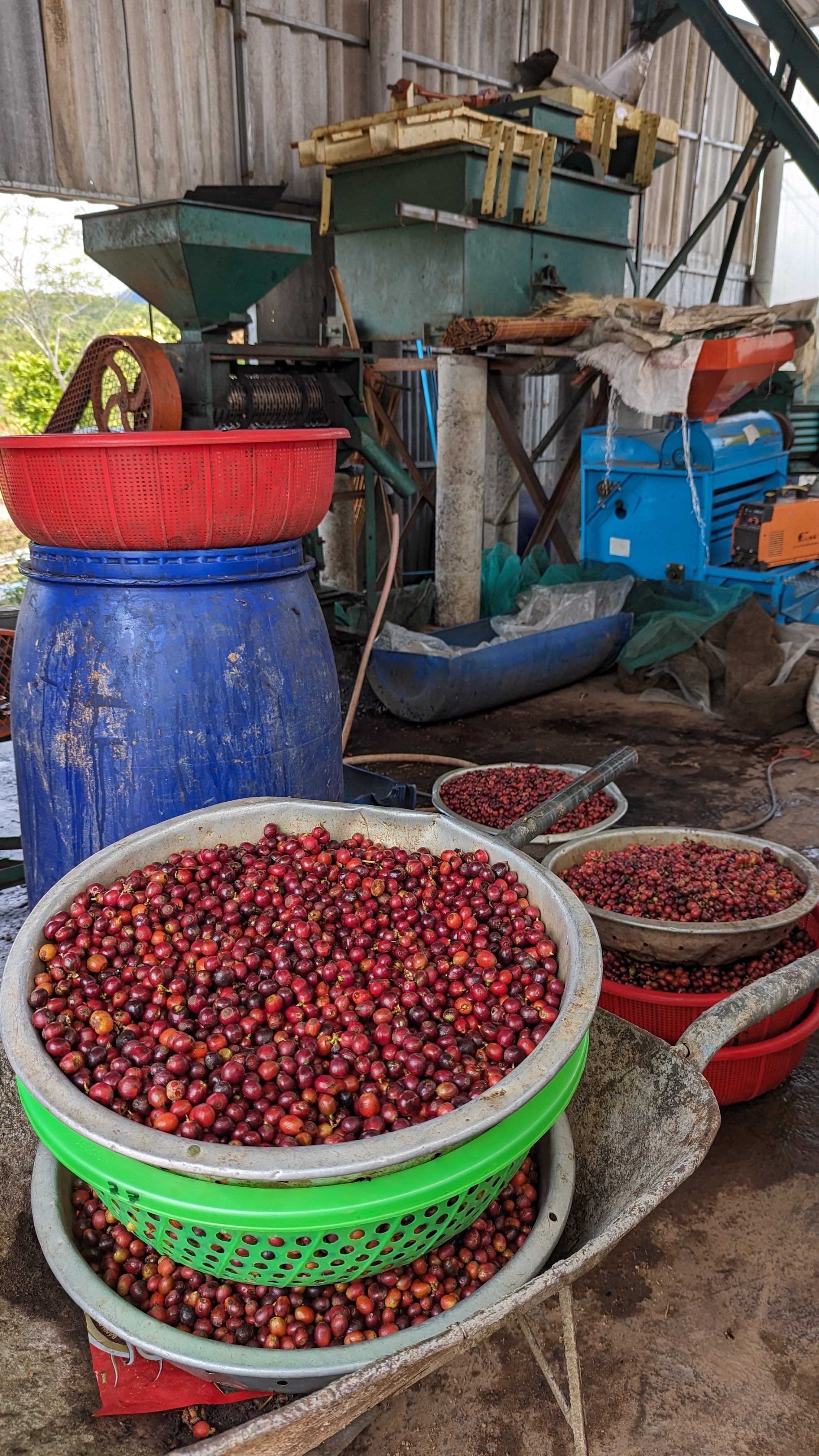 Vietnam 96B Liberica Anaerobic Natural