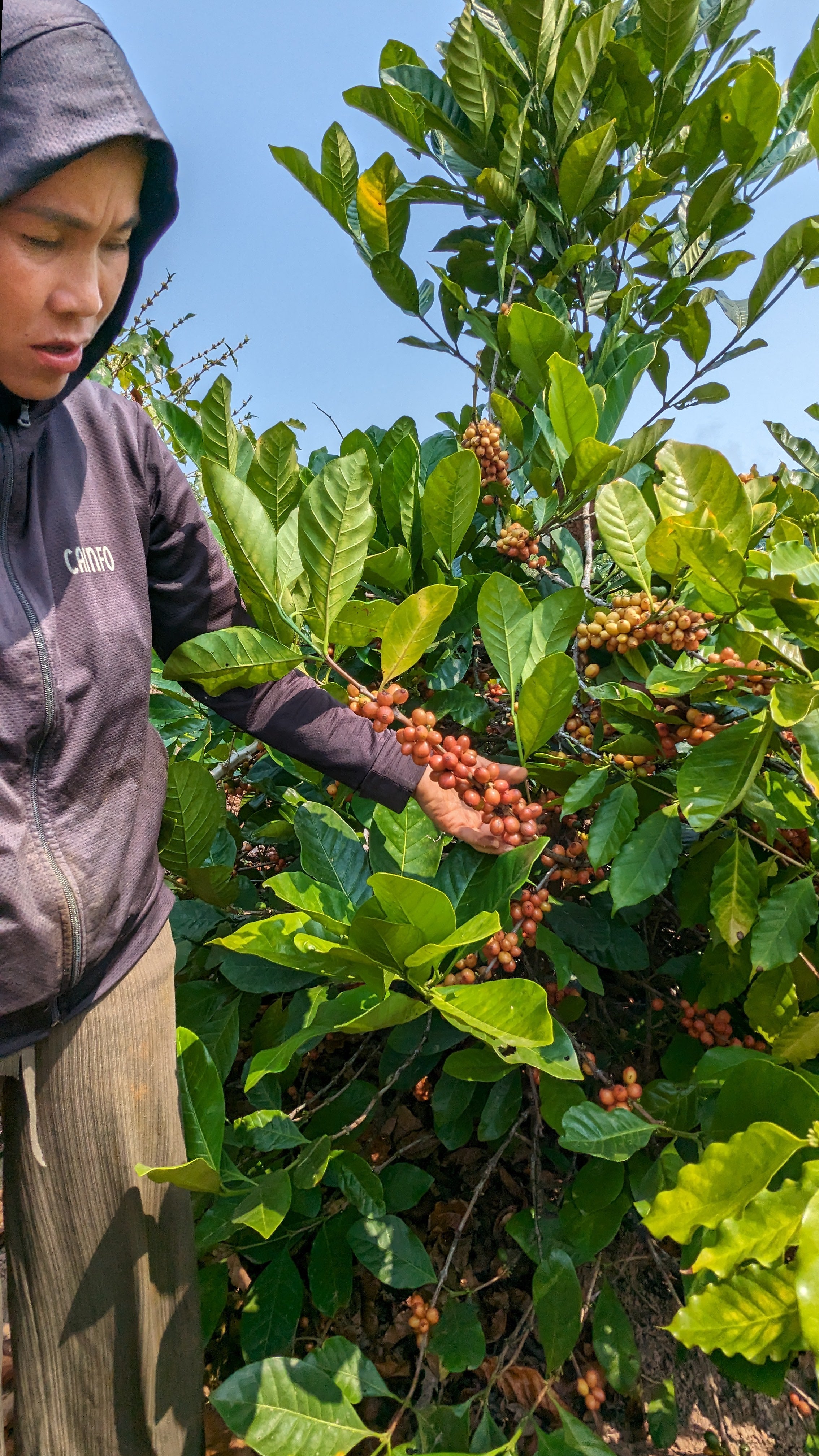 Vietnam 96B Liberica Anaerobic Natural