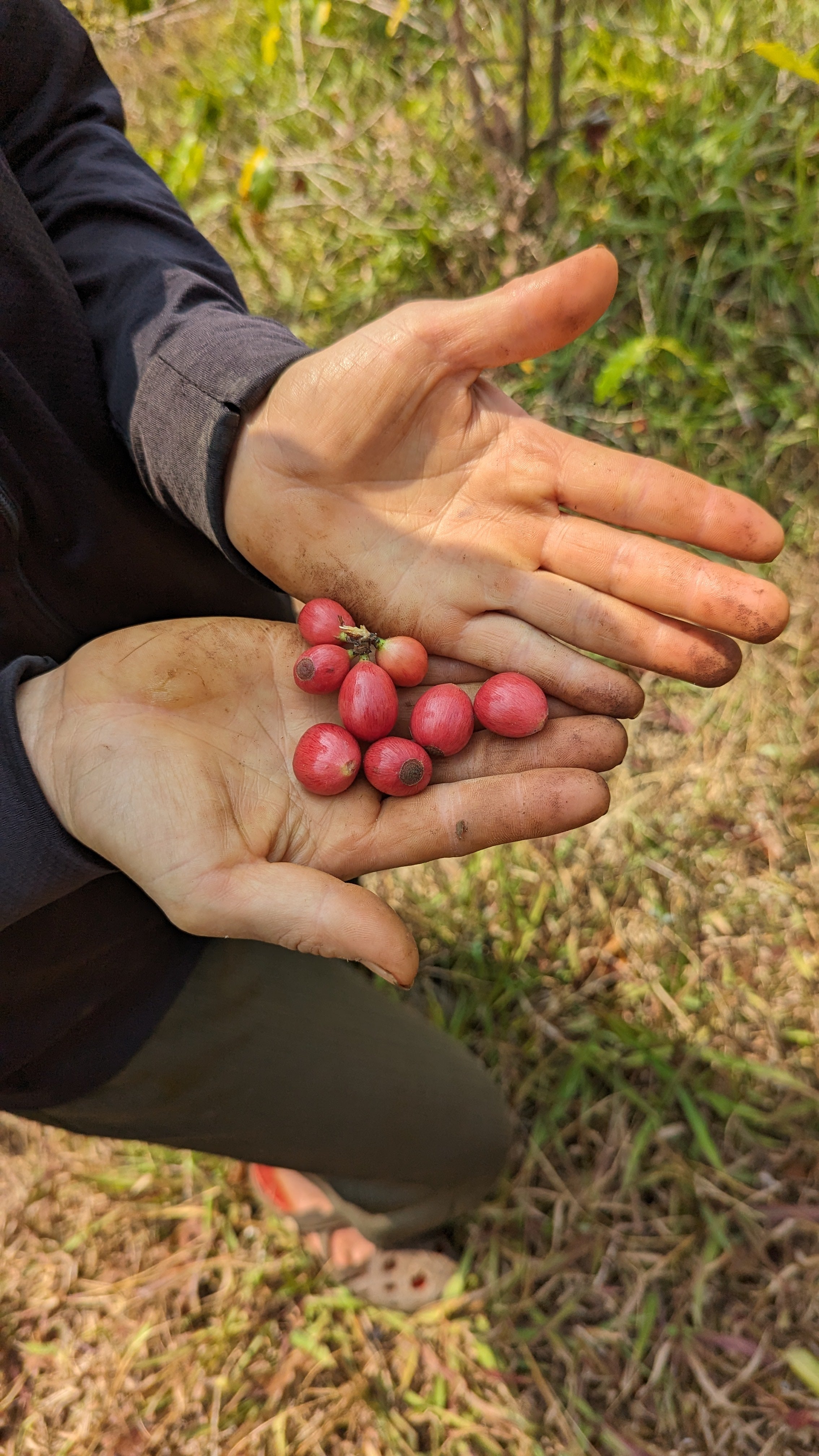 Vietnam 96B Liberica Anaerobic Natural