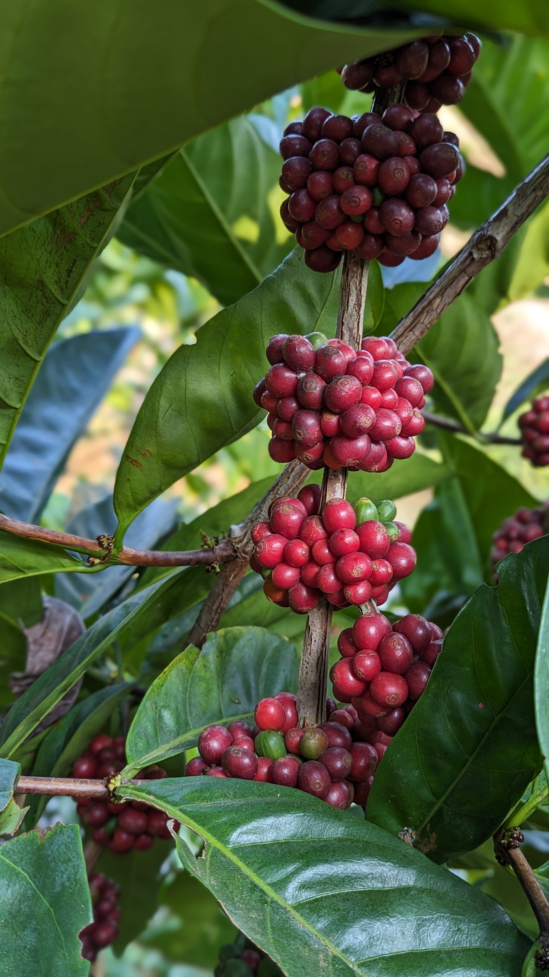 Vietnam 96B Liberica Anaerobic Natural