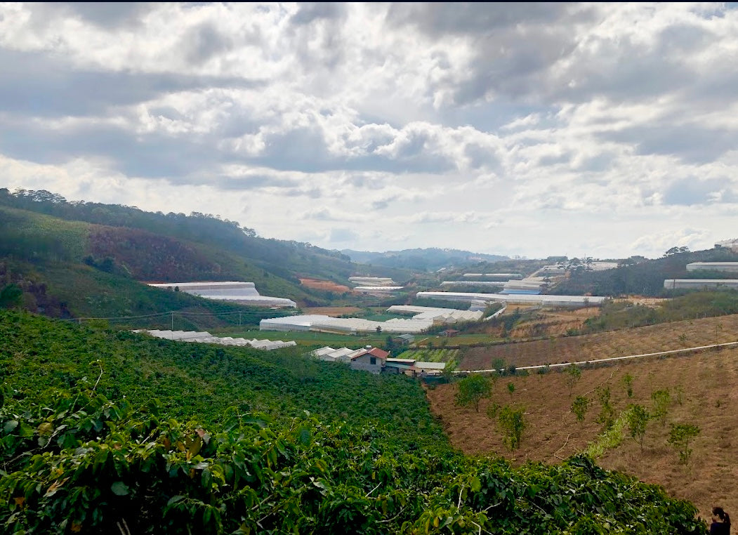 Vietnam Vuong Family Java Anaerobic Natural