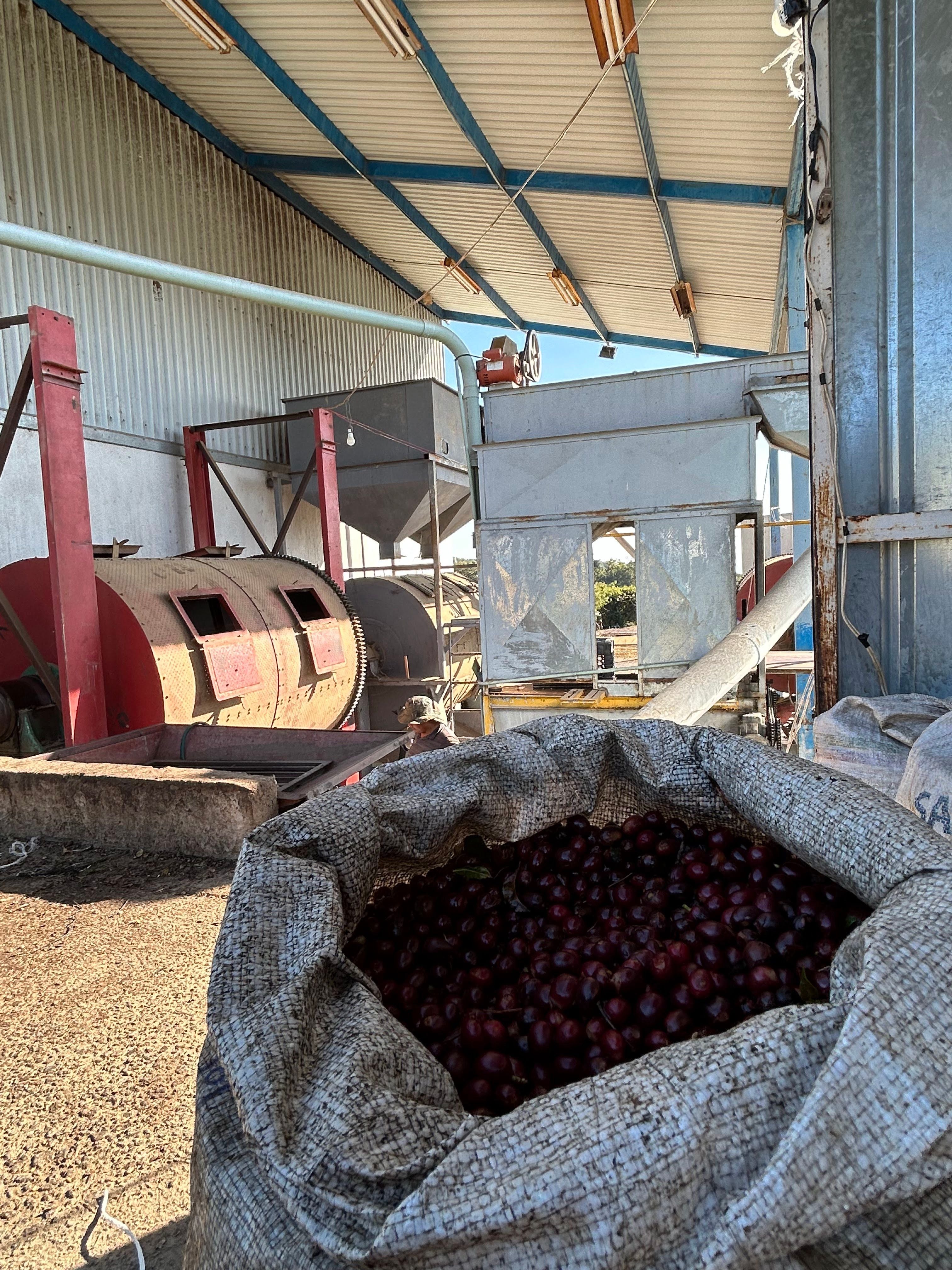 Mexico Nayarit Gruppo Terruño Washed