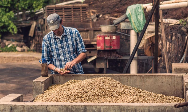 Yunnan Menglian Kaku Washed