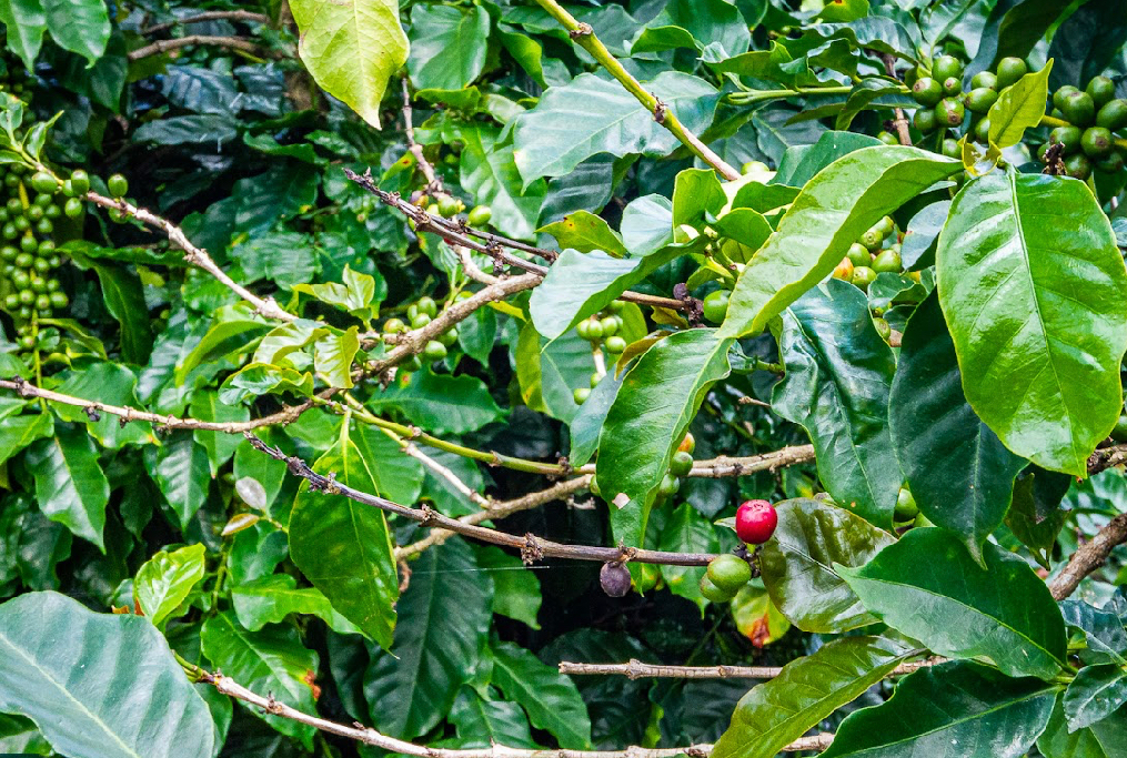 Yunnan Menglian Kaku Washed