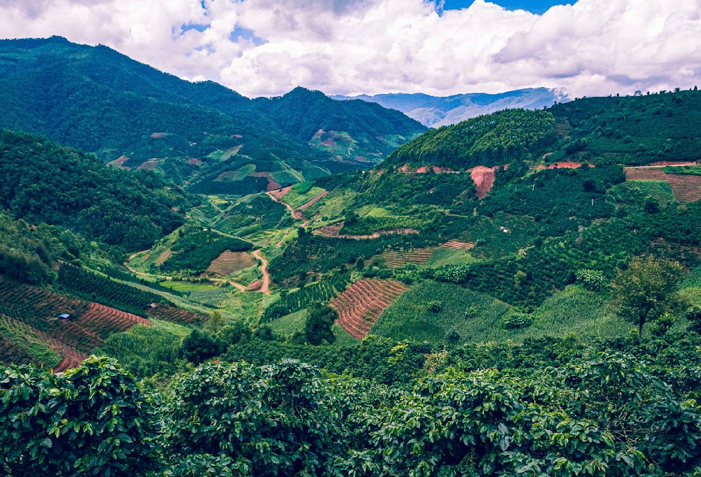 Yunnan Menglian Kaku Washed