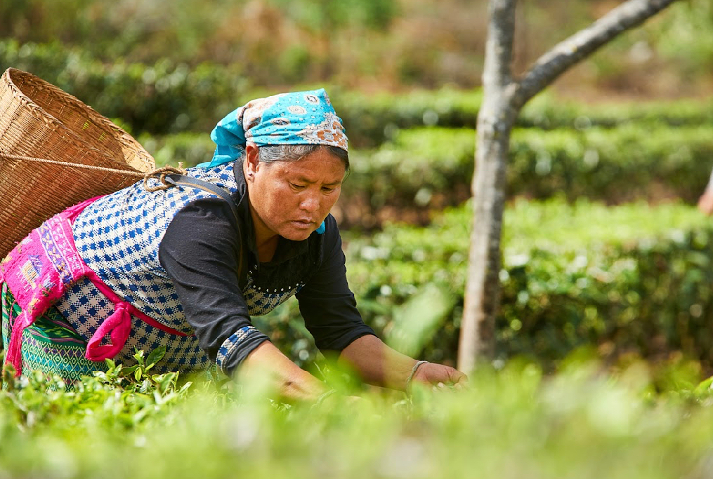 Yunnan Menglian Badu Natural