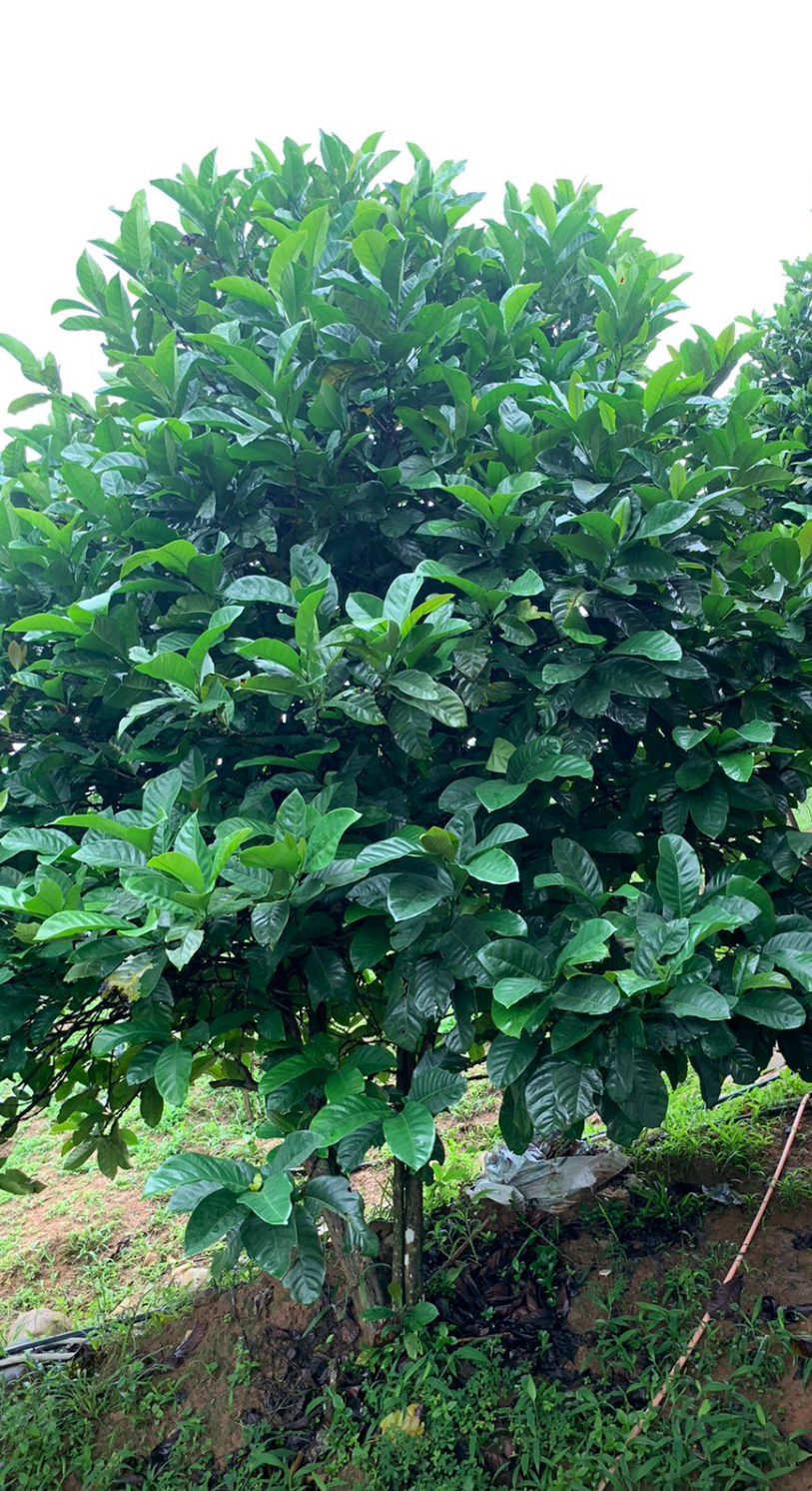 Vietnam 96B Liberica Anaerobic Natural