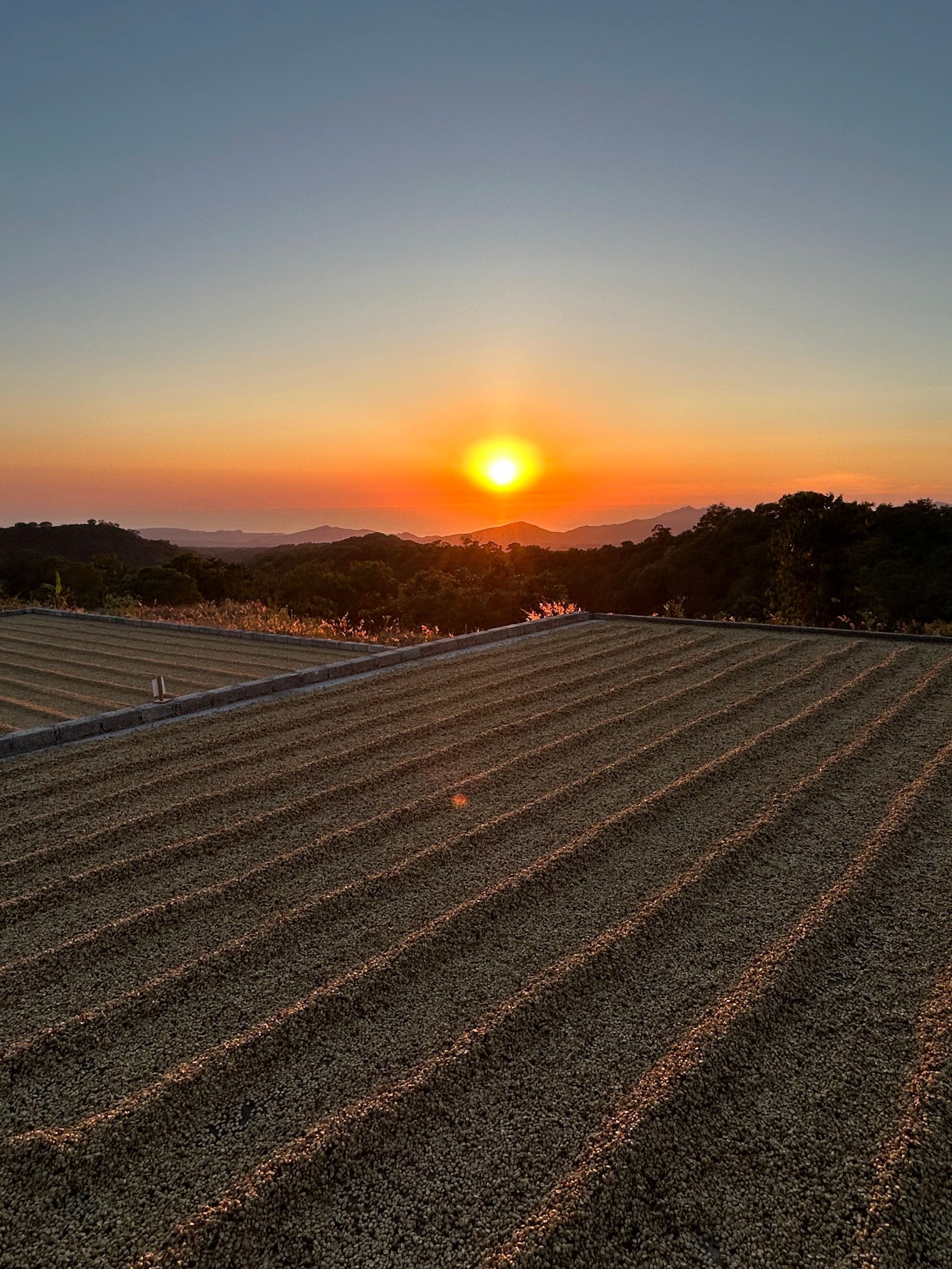 Mexico Nayarit Gruppo Terruño Washed