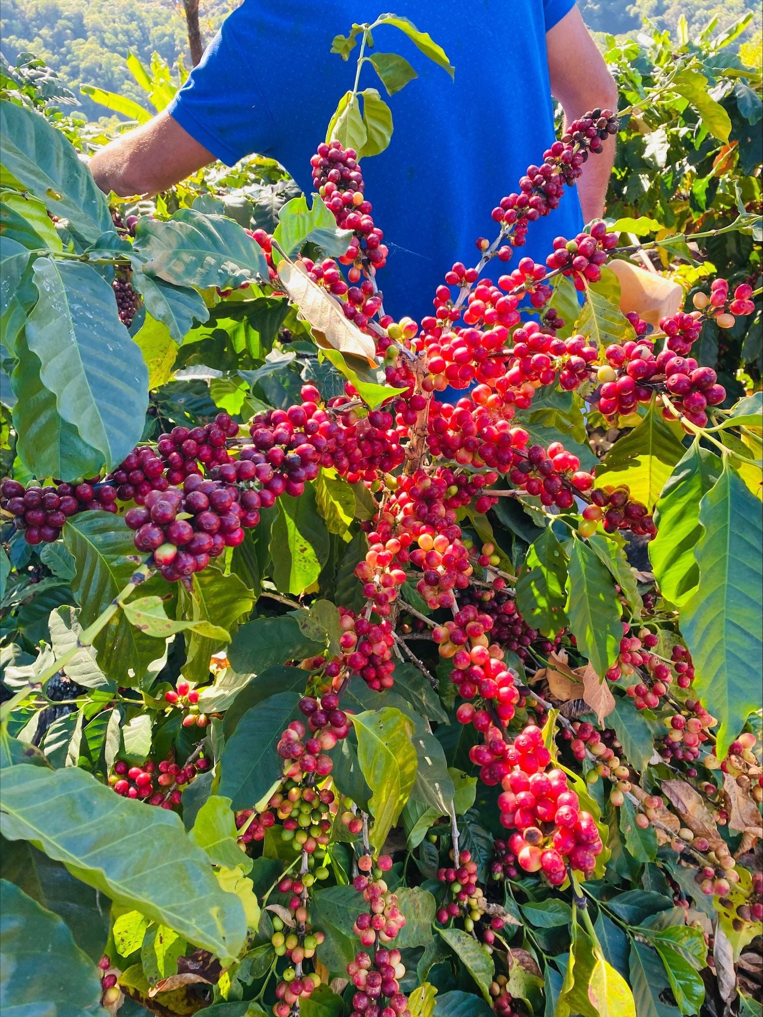 Mexico Nayarit Gruppo Terruño Washed